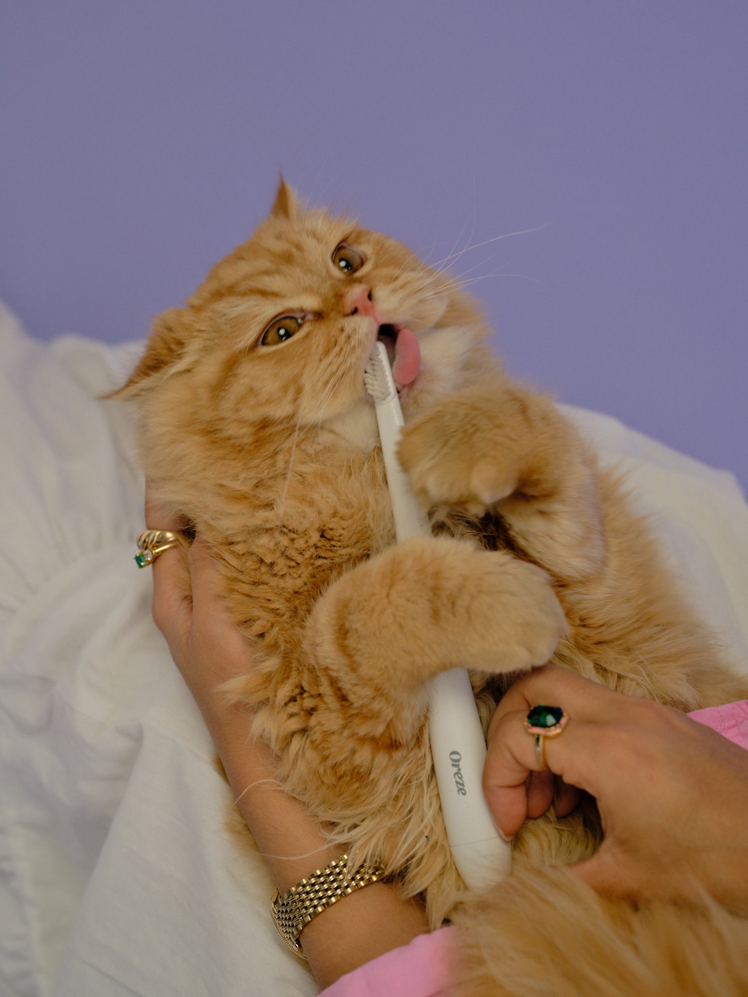 Orange cat holding the Oreze brush in its mouth