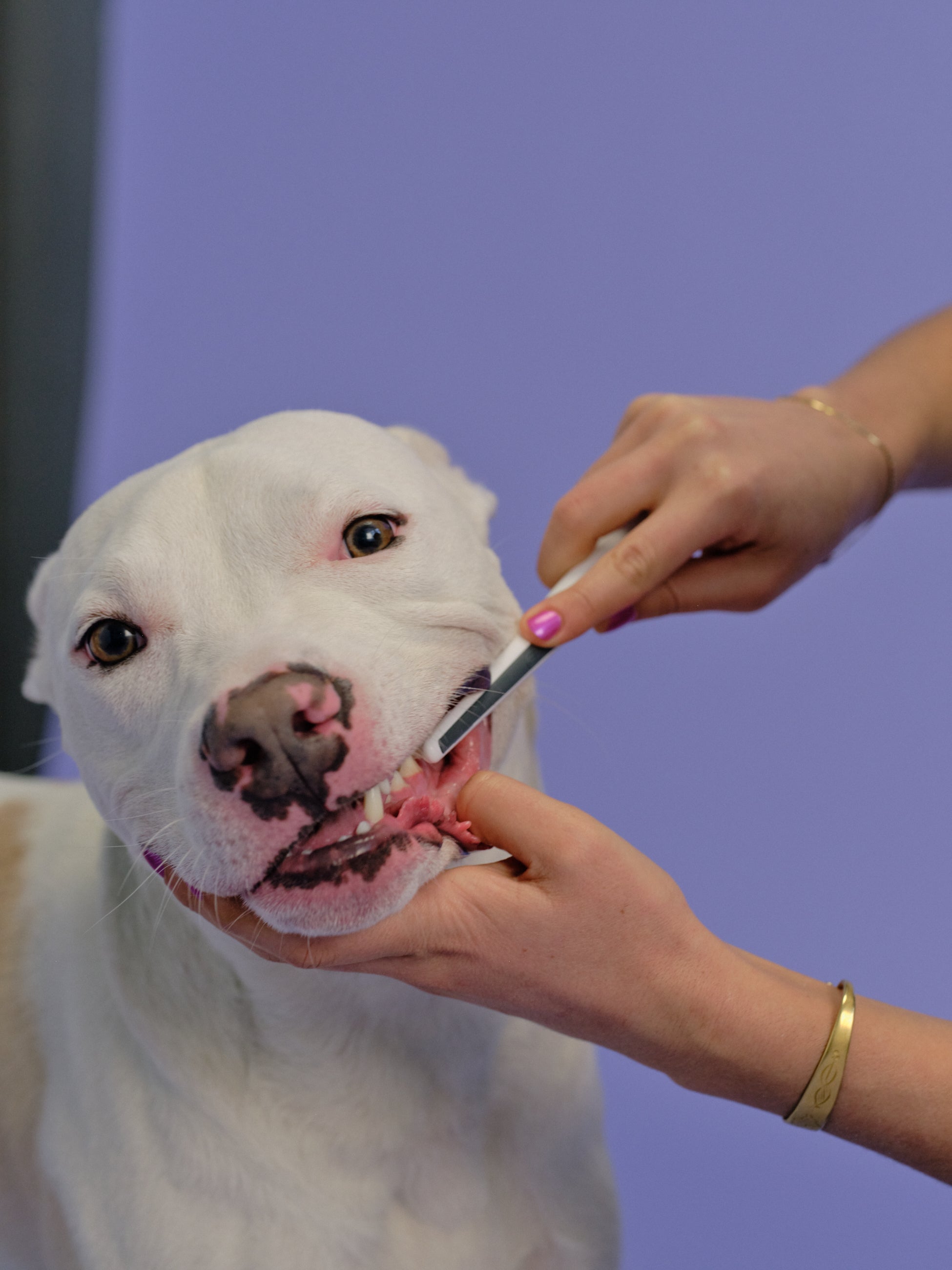 A white pitbull getting his teeth cleaned with an Oreze brush.