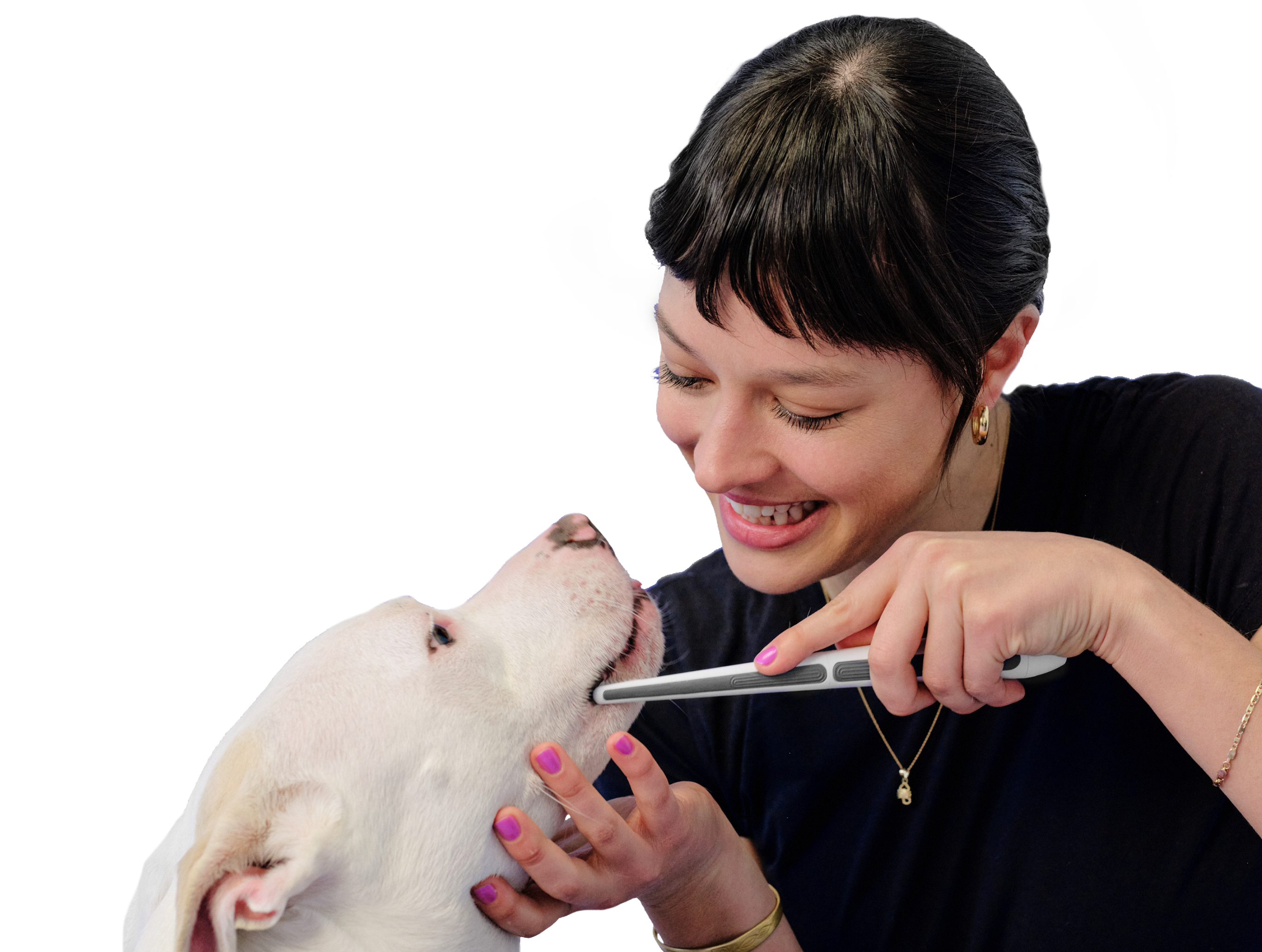 A white pitbull getting his teeth cleaned with an Oreze brush.